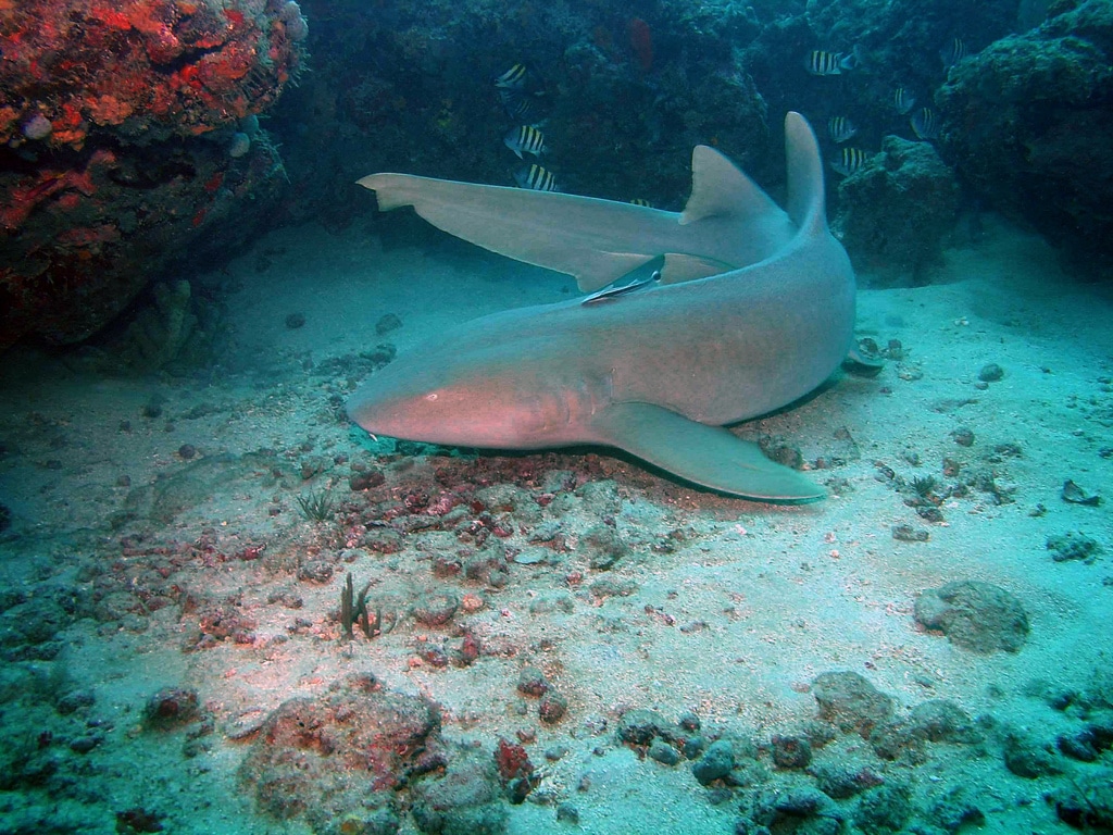 Ginglymostoma cirratum -
