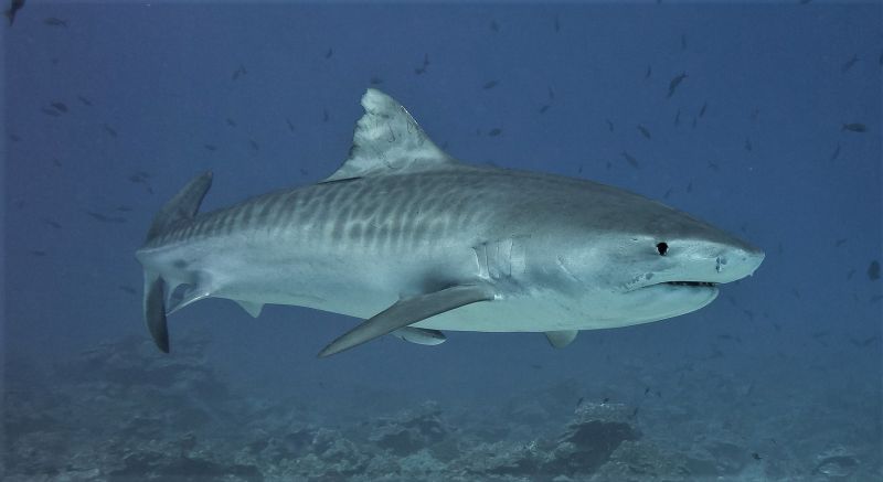 especies de tiburones