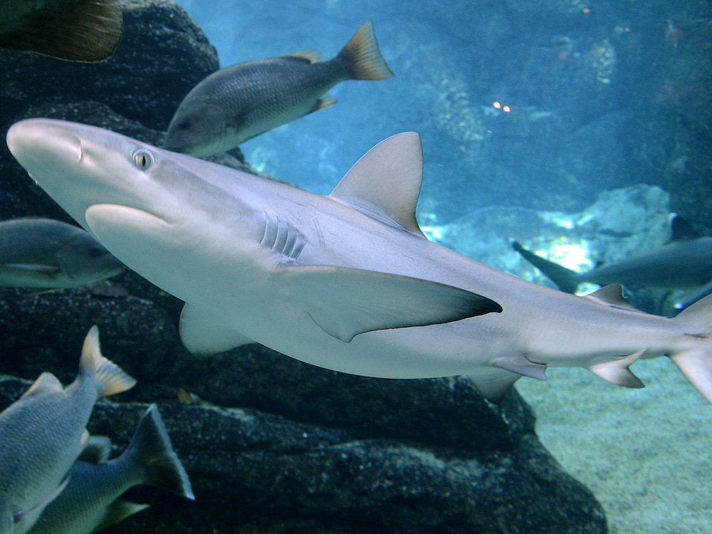 especies de tiburones