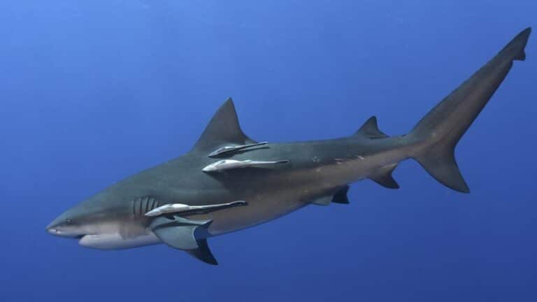 5 especies de tiburones del mar Caribe