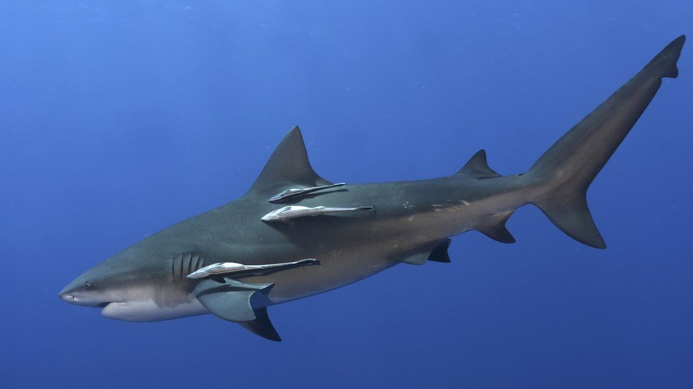 toro tiburon -