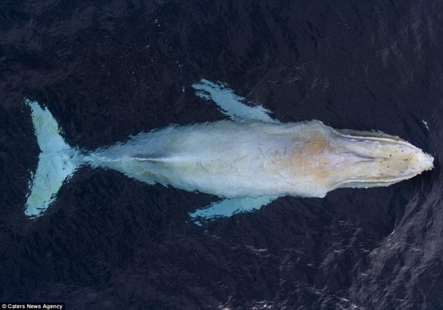 ballena-albina-2