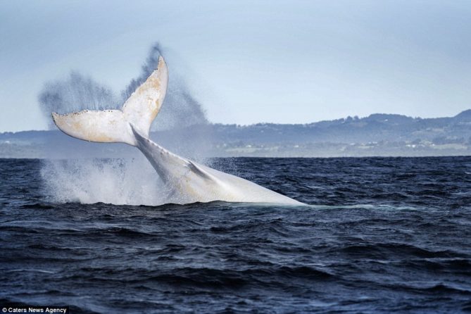 ballena-albina-4