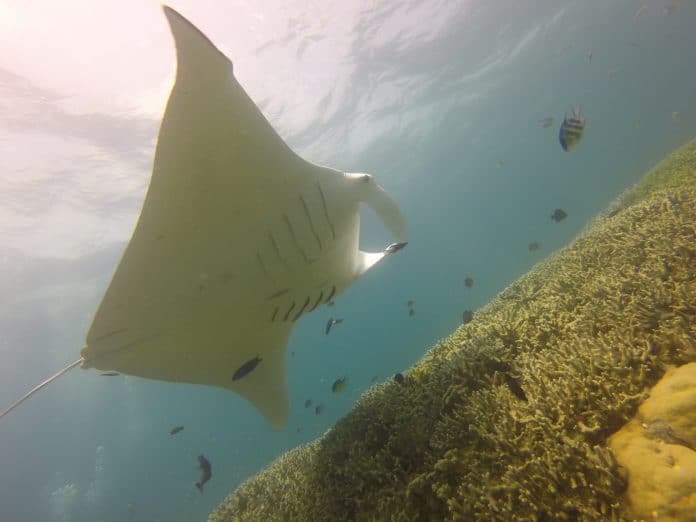 manta-rays-696x522