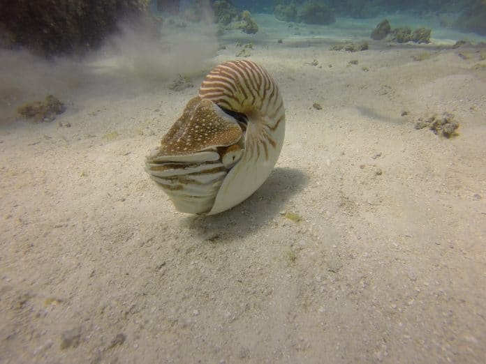nautilus-crab-696x522
