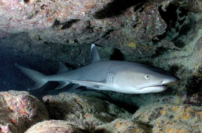 white-tip-reef-sharks-696x458
