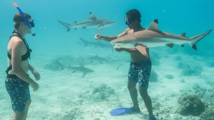 Un guía local en Tahití demuestra la técnica segura para alimentar a tiburones de arrecife rodeado de turistas